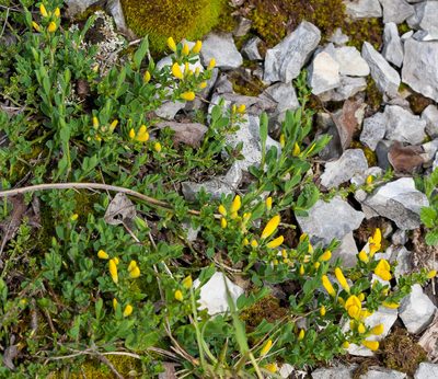 Cytisus decumbens, photographed by Drepanostoma