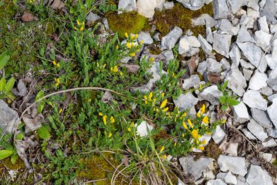 Cytisus decumbens, photographed by Drepanostoma