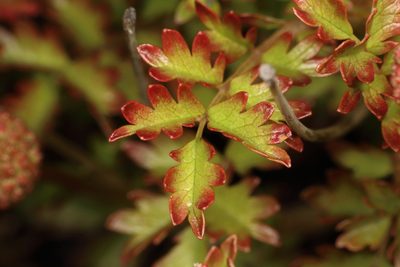 Acaena glabra, photographed by Jacob Littlejohn