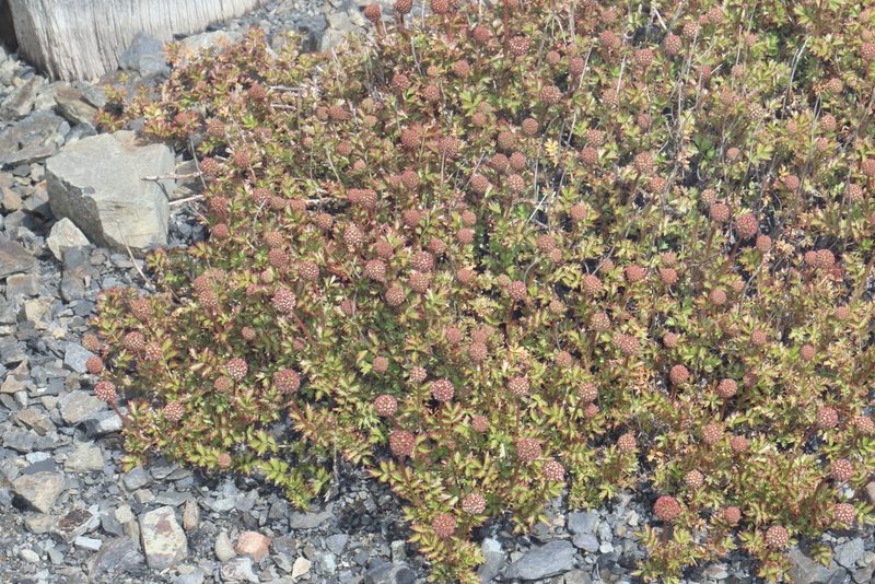 Acaena glabra, photographed by Jacob Littlejohn