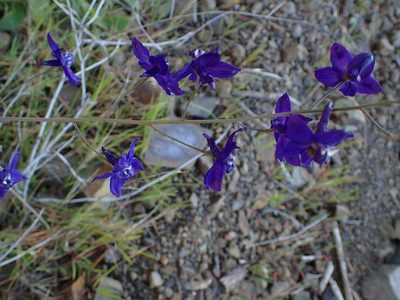 Delphinium patens, photographed by George Williams