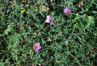 Zygophyllum creticum, photographed by Mirela
