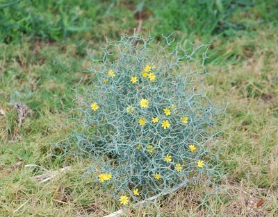 Launaea arborescens, photographed by Mirela