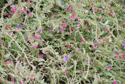 Echium pitardii, photographed by Mirela