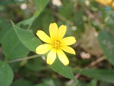 Wedelia acapulcensis