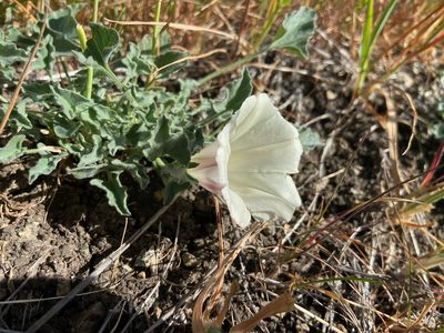 Convolvulus collinus, photographed by Annette Herz