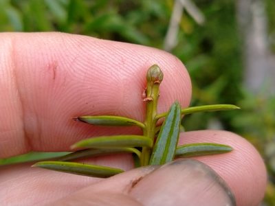 Podocarpus laetus, photographed by John Barkla