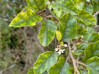Carpodetus serratus, photographed by John Barkla