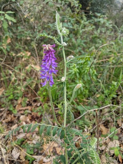 Vicia incana, photographed by Katarzyna Żarnowiec