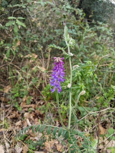 Vicia incana, photographed by Katarzyna Żarnowiec