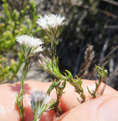 Metalasia quinqueflora, photographed by linkie