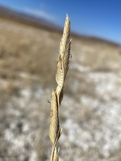 Sporobolus hookerianus, photographed by Matt Berger