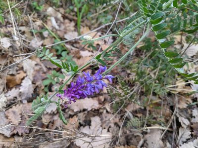 Vicia incana, photographed by Katarzyna Żarnowiec