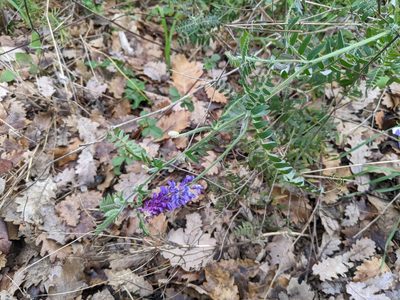 Vicia incana, photographed by Katarzyna Żarnowiec