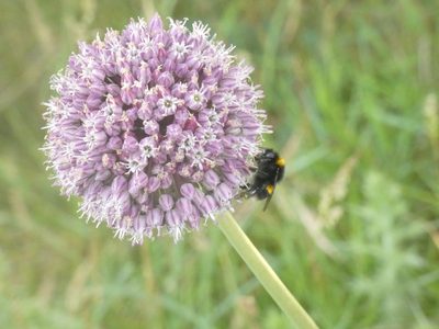 Allium ampeloprasum, photographed by Ethan Lutterer