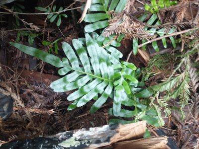Polypodium scouleri, photographed by Drew Meyer
