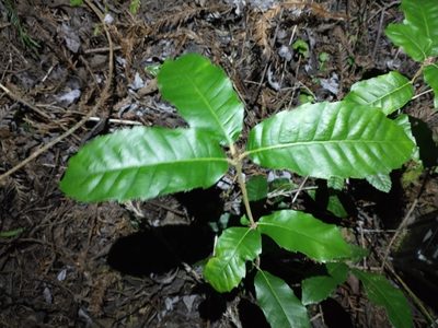 Notholithocarpus densiflorus, photographed by Drew Meyer
