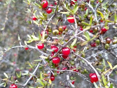 Coprosma decurva, photographed by John Barkla