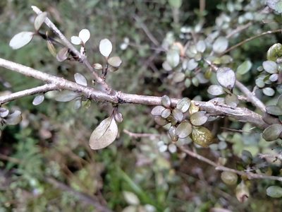 Coprosma colensoi, photographed by John Barkla