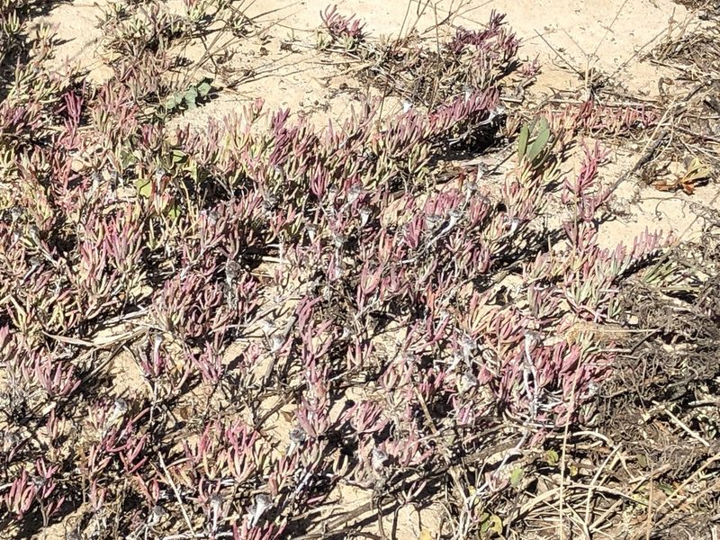 Lampranthus explanatus, photographed by Caroline Voget
