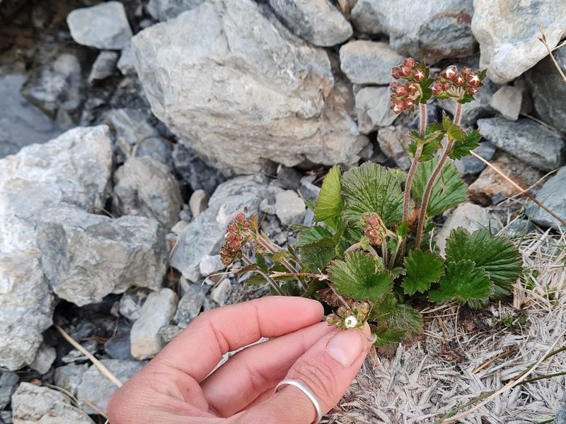 Geum cockaynei, photographed by Penelope Noel Gillette