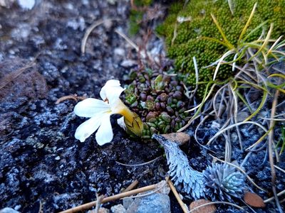 Euphrasia revoluta, photographed by Penelope Noel Gillette