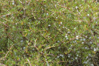 Coprosma rugosa, photographed by Christopher Stephens