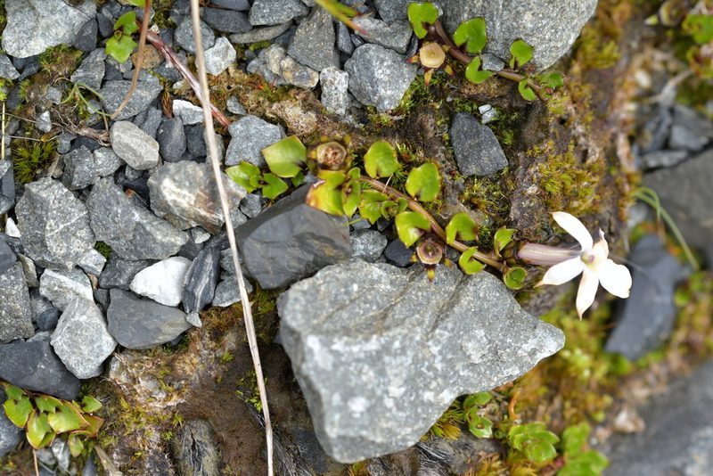 Lobelia macrodon, photographed by Christopher Stephens