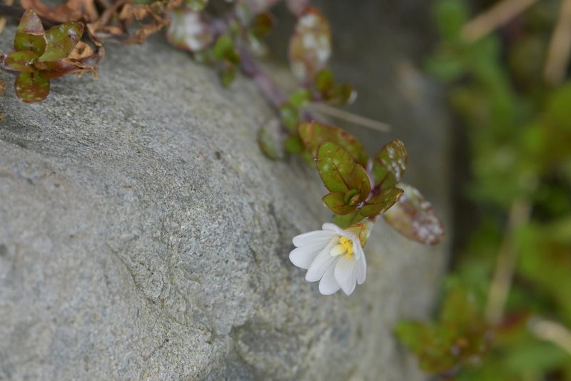Epilobium macropus, photographed by Christopher Stephens
