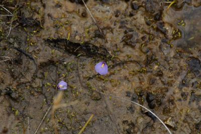 Utricularia dichotoma, photographed by Christopher Stephens