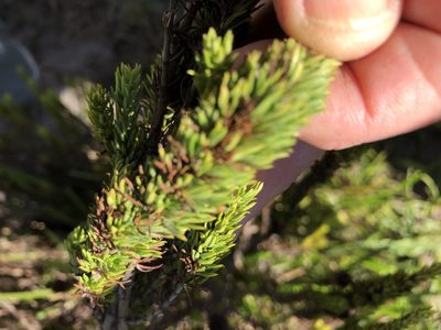Anthospermum aethiopicum, photographed by Caroline Voget