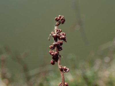 Rumex conglomeratus, photographed by Daniel Cahen