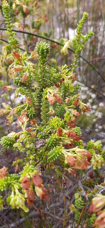 Erica oblongiflora, photographed by Eugene Hahndiek