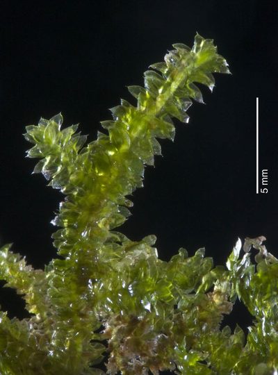 Cyclodictyon blumeanum, photographed by Peter de Lange