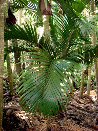 Rhopalostylis baueri, photographed by Peter de Lange