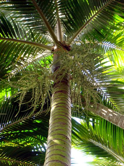 Rhopalostylis baueri, photographed by Peter de Lange