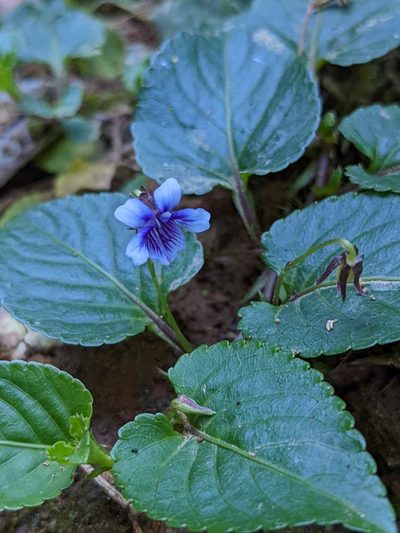 Viola scandens, photographed by Trevor Van Loon