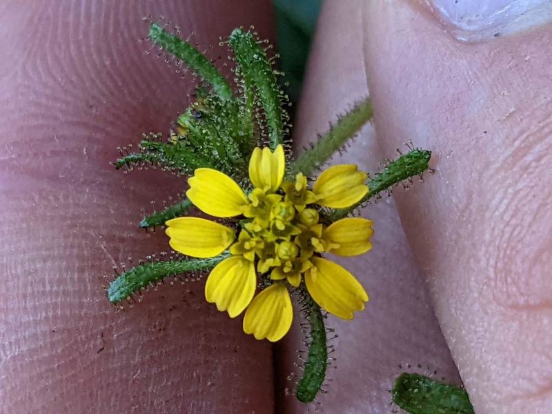 Sigesbeckia jorullensis, photographed by Trevor Van Loon