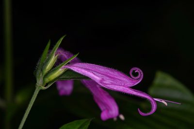 Dicliptera iopus, photographed by Trevor Van Loon