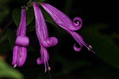 Dicliptera iopus, photographed by Trevor Van Loon