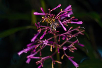 Palicourea angustifolia, photographed by Trevor Van Loon