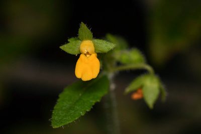 Calceolaria mexicana, photographed by Trevor Van Loon