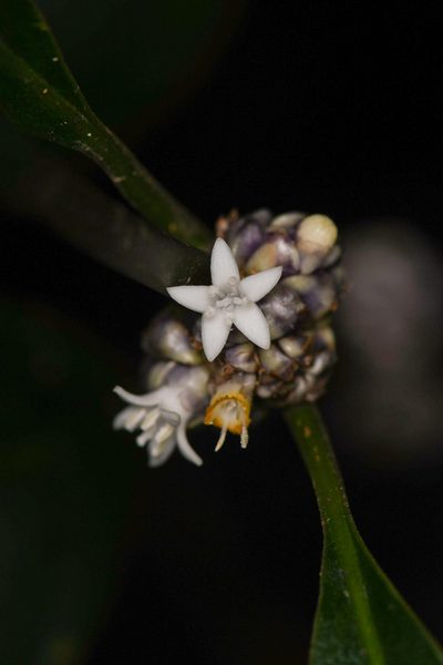 Palicourea axillaris, photographed by Trevor Van Loon