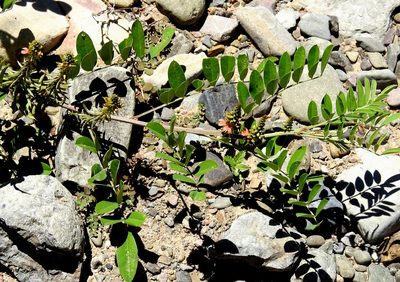 Indigofera suffruticosa, photographed by Naturalist Tours