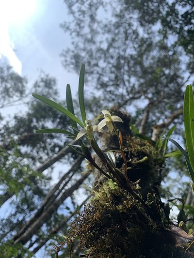 Maxillaria acuminata, photographed by Círculo de Investigación en Taxonomía, Florística y Ecología Vegetal