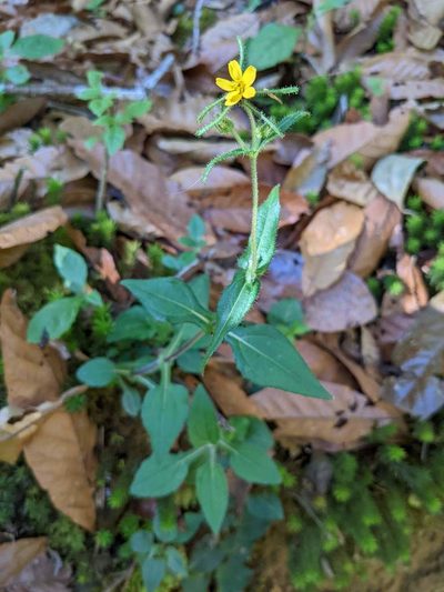 Sigesbeckia jorullensis, photographed by Trevor Van Loon