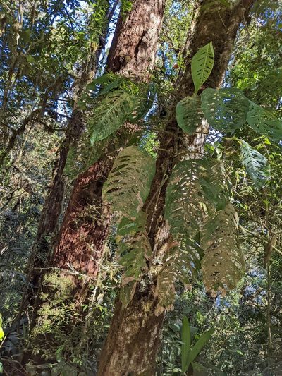 Monstera oreophila, photographed by Trevor Van Loon