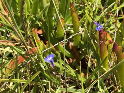 Lobelia erinus, photographed by Caroline Voget