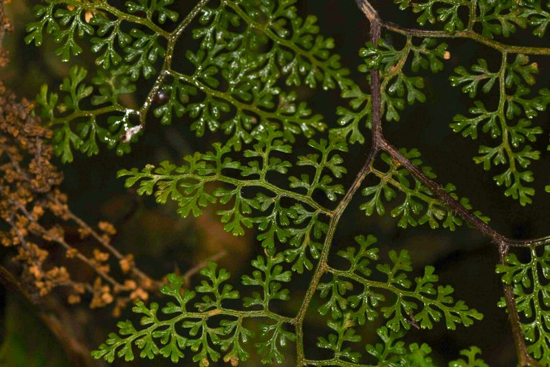 Jamesonia flexuosa, photographed by Trevor Van Loon