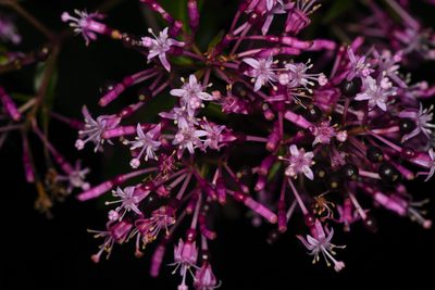 Fuchsia paniculata, photographed by Trevor Van Loon